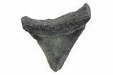 Serrated, Juvenile Megalodon Tooth - South Carolina #362220-1
